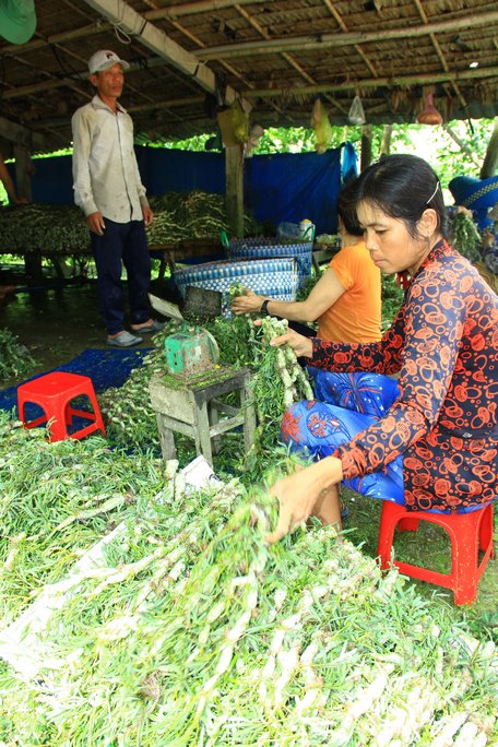 Nhân công làm công đoạn bó, giặt rau nhút được trả 120.000-150.000 đ/ngày.