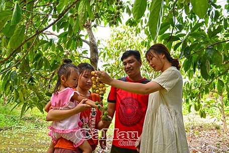 Dâu mất mùa, gia đình ông Thặng thất thu, nhưng lo lắng lớn nhất của ông là thân phận của cây dâu trên đất Cái Tàu trong tương lai.