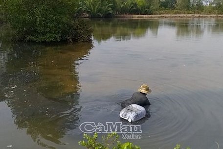 Chỉ cần mang theo cái cal nhựa cột ngang hông để đựng lịch, cộng với đôi bàn tay điêu luyện, mỗi ngày sau vài giờ “hành nghề” anh Hùng thu hoạch 5-7 kg lịch là chuyện thường.