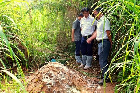 TP Cần Thơ băn khoăn nên chọn phương án chôn hay đốt heo mắc dịch tả châu Phi