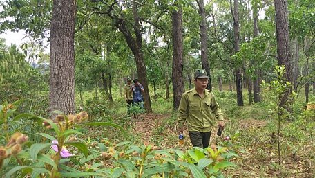  Dưới tán rừng thông là những rừng hoa Mua tím cả khu rừng 