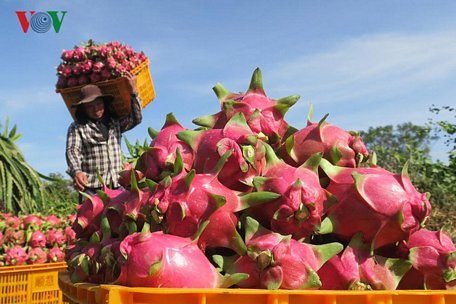 Giá thanh long Bình Thuận cao kỷ lục