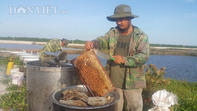 Nhờ việc cho những đàn ong của mình đi kiếm phấn hoa sú, vẹt làm mật ngọt tại các cánh rừng ngập mặn đã giúp anh Nguyễn Hùng Ái thu được hàng trăm triệu đồng mỗi vụ.