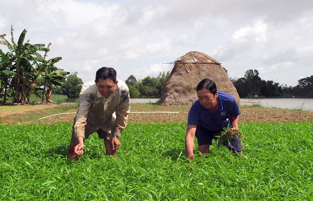 Các mô hình nông nghiệp ứng dụng công nghệ cao góp phần nâng cao thu nhập cho bà con nông dân