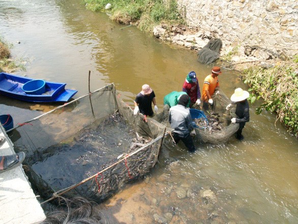 Cá lau kính tràn ngập ao hồ ở tỉnh đông bắc Khon Kaen của Thái Lan - Ảnh: THE NATION