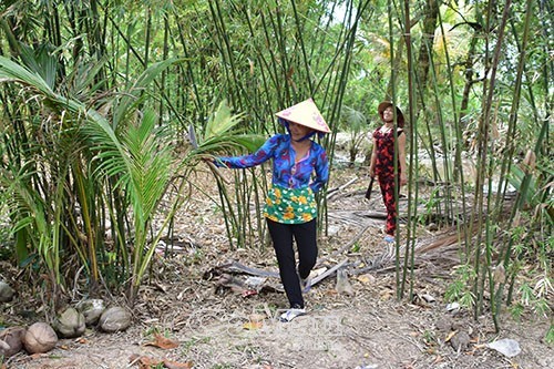 Thời gian qua, nguồn trúc tại địa phương dần ít đi, chị em phải tìm mua ở các xã lân cận. 