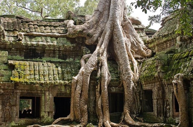 Bộ rễ đại thụ như những con trăn khổng lồ, trườn bò như muốn “nuốt chửng” ngôi đền