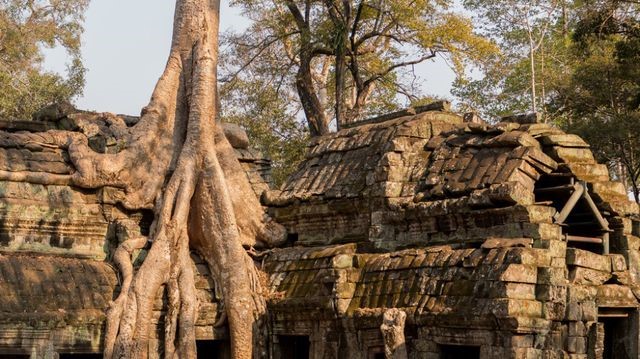 Cảnh tượng ma mị hiếm nơi nào có được ở đền Ta Prohm