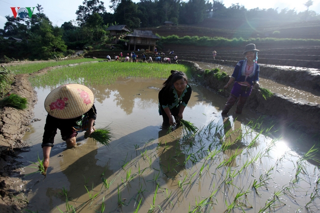 Mùa nước đổ, hay còn gọi là mùa đổ ải luôn là một trong những mùa rất độc đáo trên cung đường du ngoạn miền núi phía Bắc, thu hút rất nhiều du khách. 