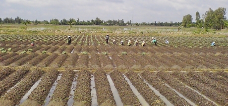 Việc chuyển đổi cơ cấu cây trồng nhằm giúp nông dân nâng cao thu nhập.