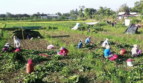 Mô hình trồng đậu nành rau đang là hướng mới gắn sản xuất với tiêu thụ nông sản.
