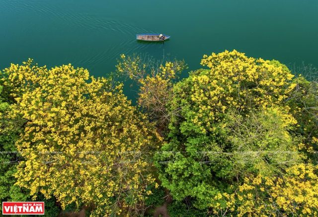 Mùa hoa vàng Gia Lai.