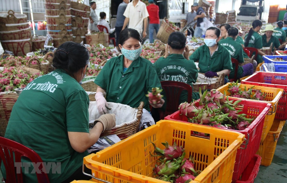 Sơ chế đóng gói thanh long xuất khẩu ở Công ty TNHH Chế biến nông sản thực phẩm Cát Tường. (Ảnh: Minh Trí/TTXVN)