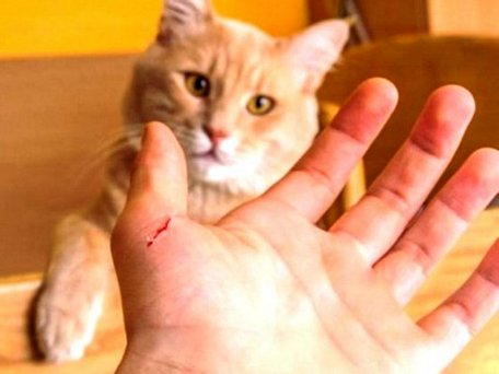 Mèo cào cũng có thể làm lây truyền bệnh dại sang người gây tử vong