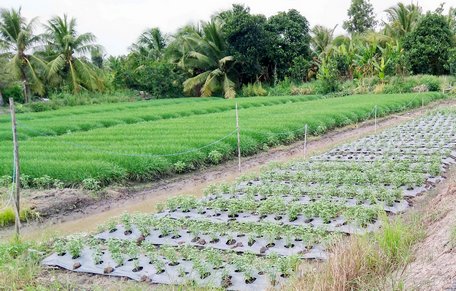 Đất làm rẫy nằm bên những công trình mới đã tăng giá, thu hẹp diện tích màu ở Phước Hậu.