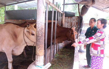 Ông Phan Văn Hai đến thăm mô hình nuôi bò của hội viên.