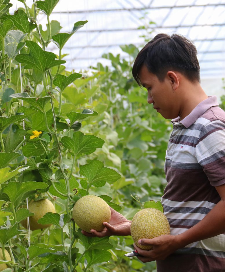 Nhờ áp dụng công nghệ cao Isarel  vào mô hình sản xuất cà chua, dưa leo, dưa lưới và “ nói không” với thuốc hóa học mà các loại nông sản kể trên của anh Huỳnh Phú Lộc (ngụ Phường 5- TP Vĩnh Long) đã nhanh chóng có mặt tại các cửa hàng, siêu thị uy tín trên địa địa bàn tỉnh và Cần Thơ.