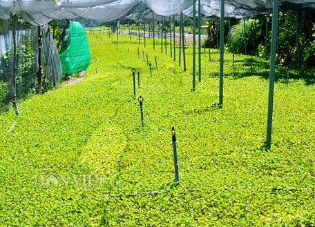 Mô hình trồng rau má ở vùng đất mặn đang mang lại hiệu quả tích cực cho nhiều nông dân ở Cà Mau. Ảnh: Chúc Ly.