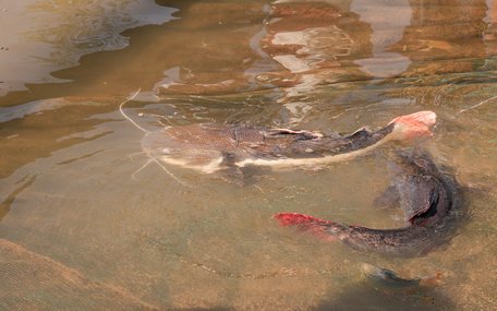 Ông Bảy Bon đang sở hữu nhiều loài cá quý, hiếm mà ông đã sưu tầm được, trong đó có cá hồng vỹ- loài cá đặc trưng của vùng Amazon xa xôi.