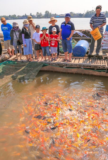 Ông Bảy Bon tự mình cho cá ăn, kéo cá lên để phục vụ khách tới tham quan.