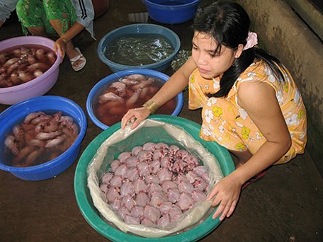 Chế biến chuột ở Phù Dật, xã Bình Long, huyện Châu Phú (An Giang).