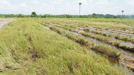 Trước đó, chủ ruộng đã cho thu hoạch nhưng “cắt không có lúa”