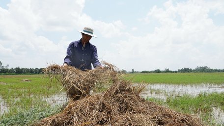 Sau khi bán, chủ vịt cho nhiều người vào “mót” lúa nhưng chỉ vài người.