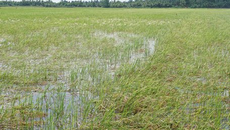 Ông Lê Thanh Nhàn cho biết, trong hơn 15 năm nuôi vịt chạy đồng, đây là lần đầu tiên ông mua “để giữ mối chứ không có lời, vì vịt đâu ăn hết”.