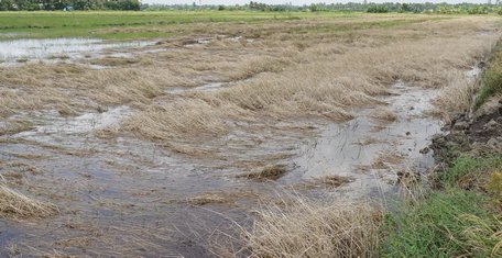 Để trừ lúa cỏ, lúa lộn tấn công, “tính cho mùa sau”, có nơi nông dân còn phải xịt thuốc trừ cỏ khi lúa đã trổ.