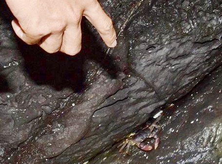 Cua dẹp sống ở kẻ bờ vách đá nham thạch dọc, hốc kè đá mà người dân chất làm bờ ở ruộng hành, tỏi. Thức ăn của cua đá là lá, cây cỏ, rong rêu... mọc tự nhiên.