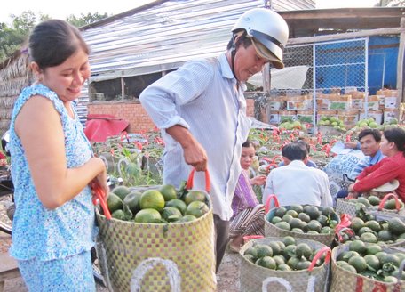 Hiện, tỉnh Vĩnh Long đang tiếp tục thực hiện các chương trình hỗ trợ phát triển các HTX nông nghiệp.