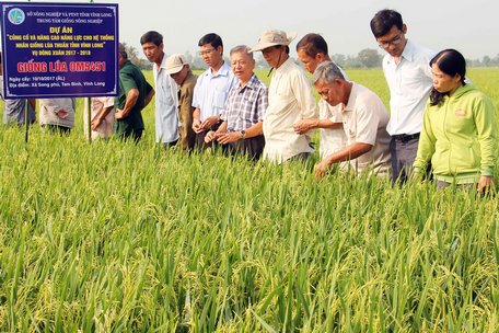 Hệ thống nhân giống lúa thuần của tỉnh ngày càng được củng cố nhân rộng.