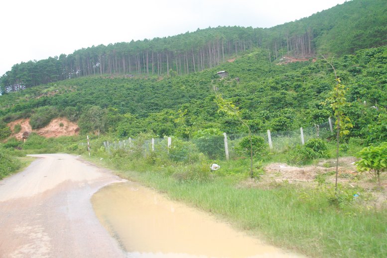 Con đường vào thôn Kơ Nêt (xã Bảo Thuận) của đồng bào K’ho, những đồi cà phê xen lẫn bên những rừng thông, dọc 2 bên đường.