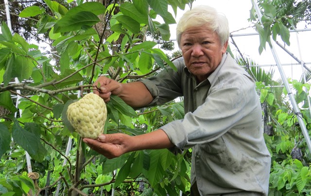 Ông Năm bên vườn mãng cầu dai cho trái “khổng lồ”