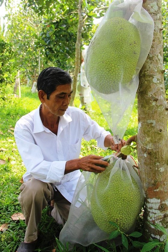 Giá mít Thái ở ĐBSCL lên xuống bất thường, không ổn định 