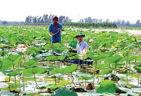 Trồng sen kết hợp nuôi cá tạo điểm du lịch mùa nước nổi ở huyện Phụng Hiệp