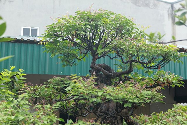 “Phải mất gần 10 năm mới được bộ tay cành đẹp, đầy đủ như vậy”, ông Kha nói.