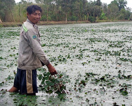 Anh Mậu đang chăm sóc ruộng ấu của mình.