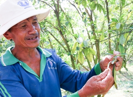 Bà con nông dân phấn khởi khi cây quýt nhiễm bệnh có dấu hiệu khả quan.