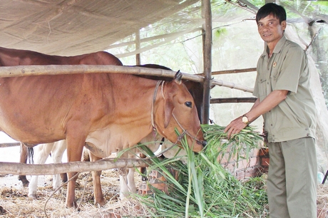 Từ nguồn vốn tín dụng ưu đãi đã giúp cho nhiều hộ gia đình có điều kiện vươn lên cải thiện cuộc sống.