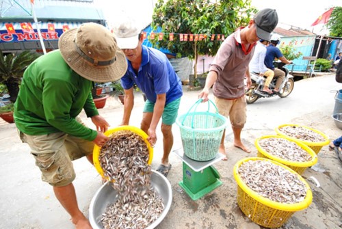 Vựa cá chợ Trường Xuân