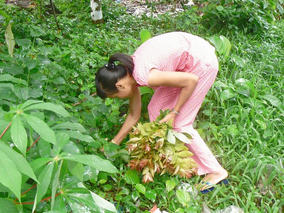 Hái rau ăn kèm với bánh xèo ở núi Cấm