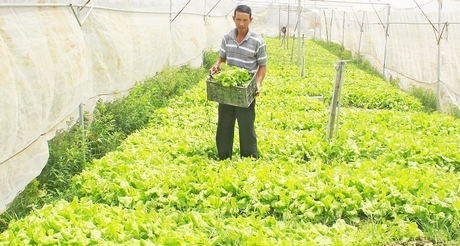 Những năm qua, diện tích trồng màu không ngừng tăng cao, giúp người dân nâng cao thu nhập trên cùng diện tích canh tác.