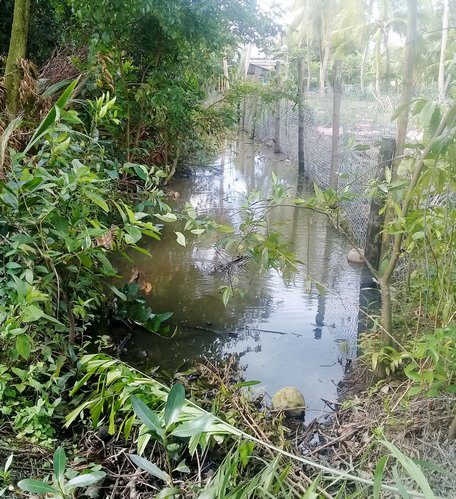 Sau thời gian dài, mương ranh đã thay đổi so với hiện trạng ban đầu, cây cỏ mọc um tùm. Trong ảnh: Hiện trạng mương ranh giữa phần đất của bà Tuyến và ông Niêm.