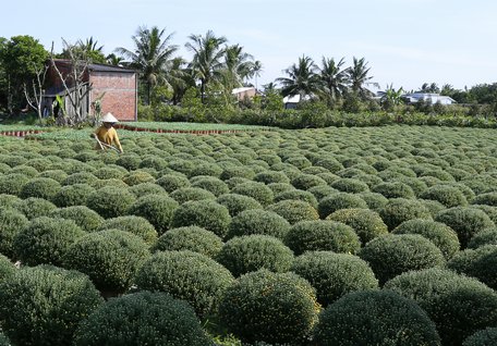 Cúc mâm xôi là một trong những loài hoa được ưa chuộng hàng đầu trong dịp tết.