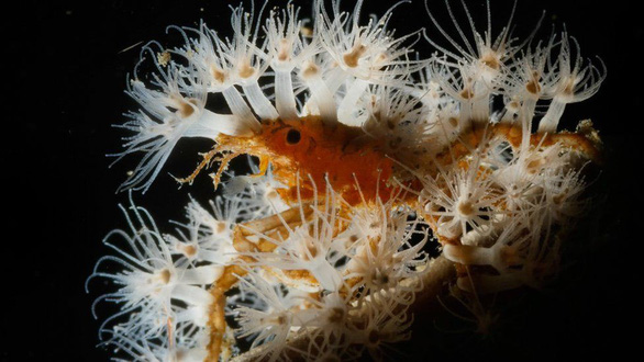 Loài cua ở eo biển Lembeh, ngoài khơi bờ biển Sulawesi, Indonesia, "mượn" bọt biển, rong biển... để ngụy trang và xua đuổi kẻ thù - Ảnh: ROSS GUDGEON