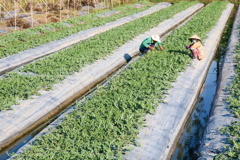 Trồng dưa hấu trên nền đất ruộng tại huyện Thới Lai, TP Cần Thơ trong vụ thu đông 2019.