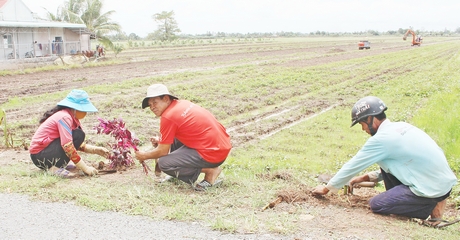 Chi bộ ấp Thành Hưng ra quân trồng hoa.