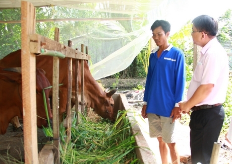 Nhờ nguồn vốn tín dụng ưu đãi và chí thú làm ăn, gia đình Thạch Va Ta Na (xã Loan Mỹ-Tam Bình) vươn lên thoát nghèo.