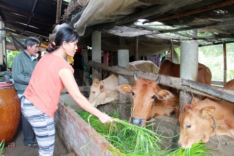 Cô Dện kết hợp nuôi bò cái giống và bò sinh sản, góp phần nâng cao thu nhập cho gia đình.